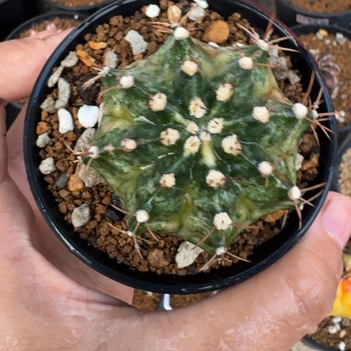 实生海神锦白底喽