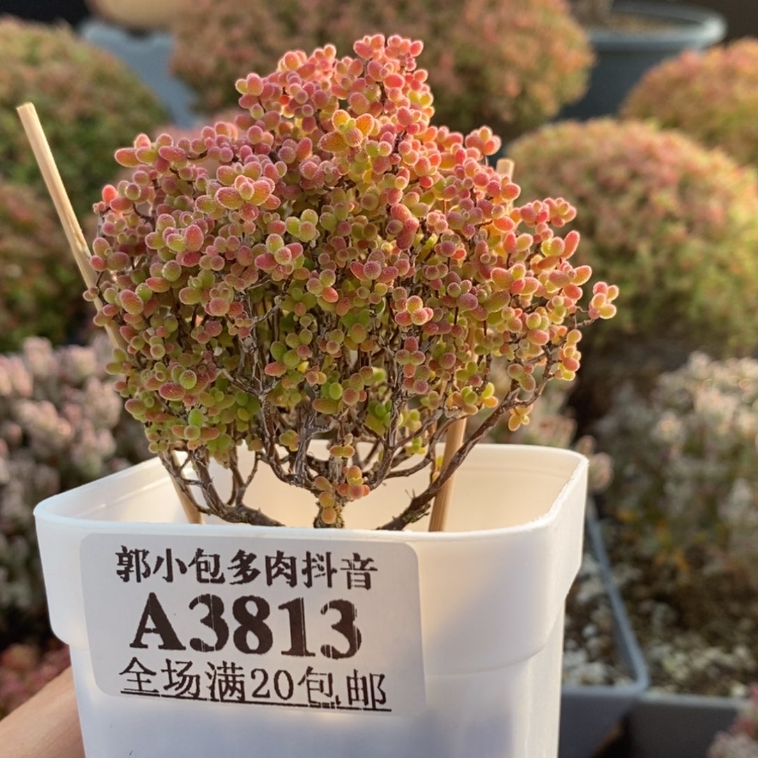 蜜橘糖球3813枝干番杏