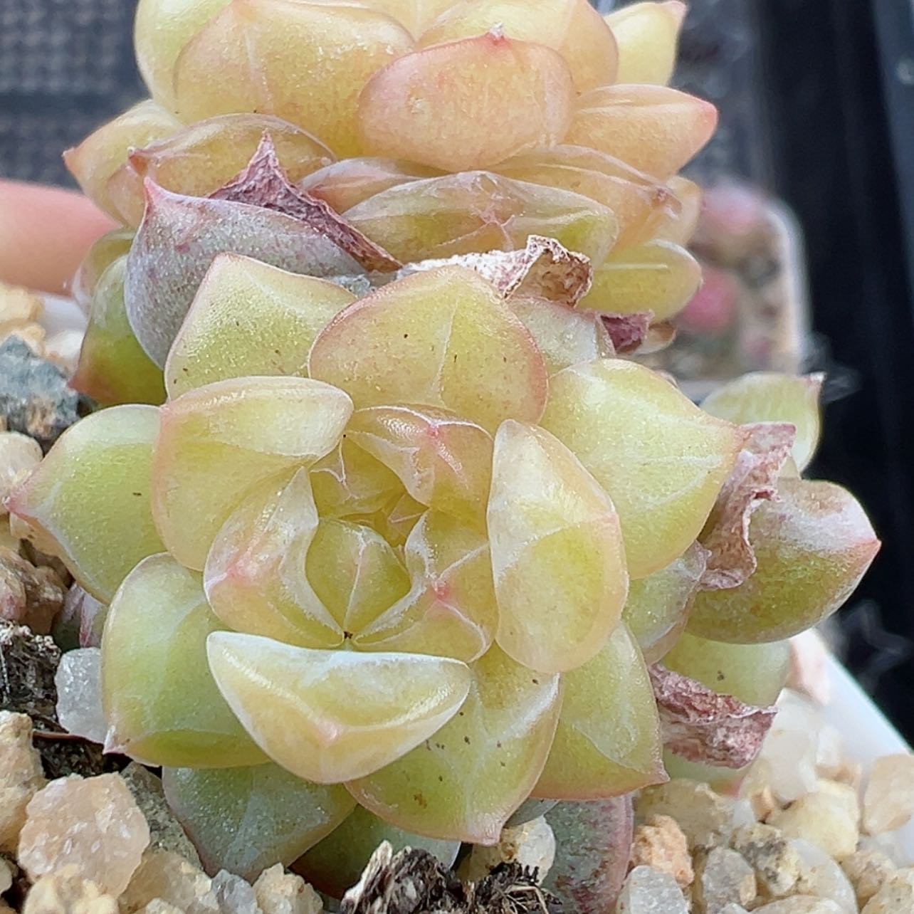 【闪购商品】637号哈哈哈哈哈