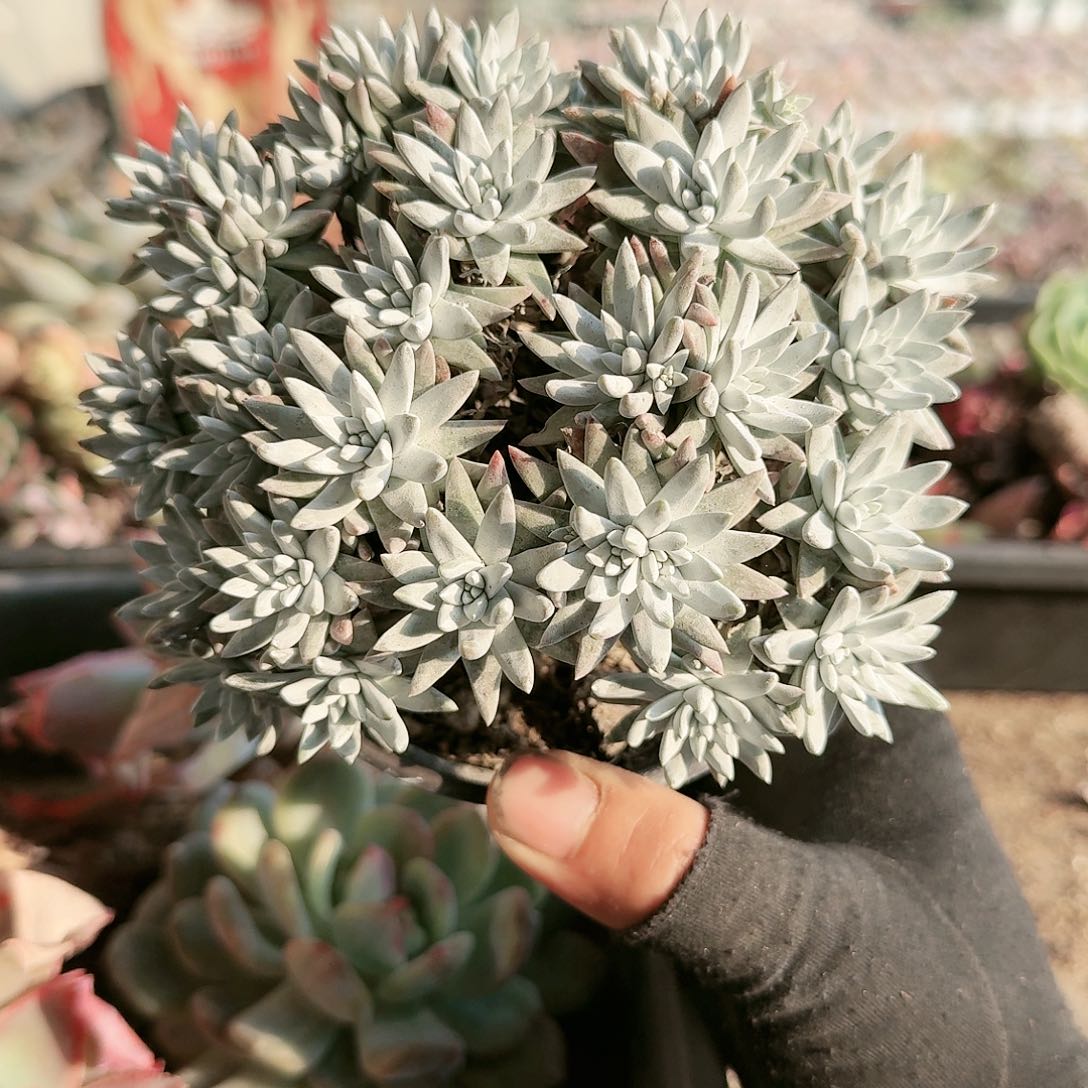 满20包邮零下拍保温箱32头11040号