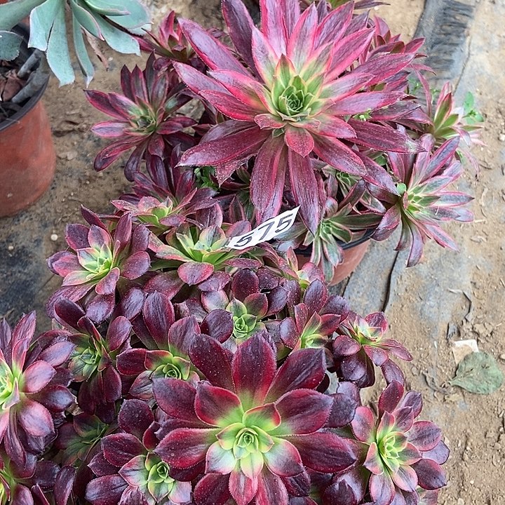 孔雀锦 安娜朵朵575多肉不包断