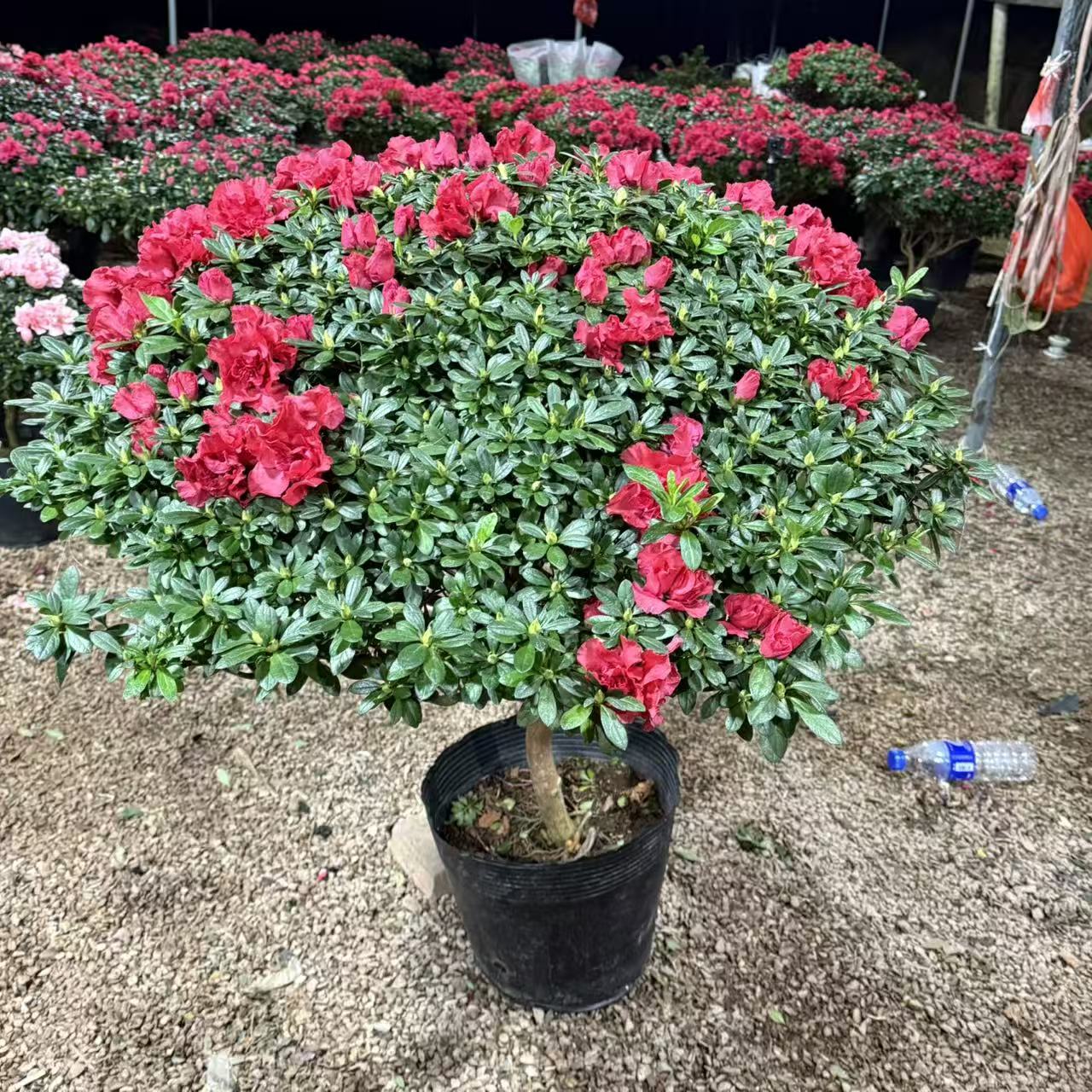 杜鹃花盆栽带花苞四季开花室内外好养易活花卉绿植