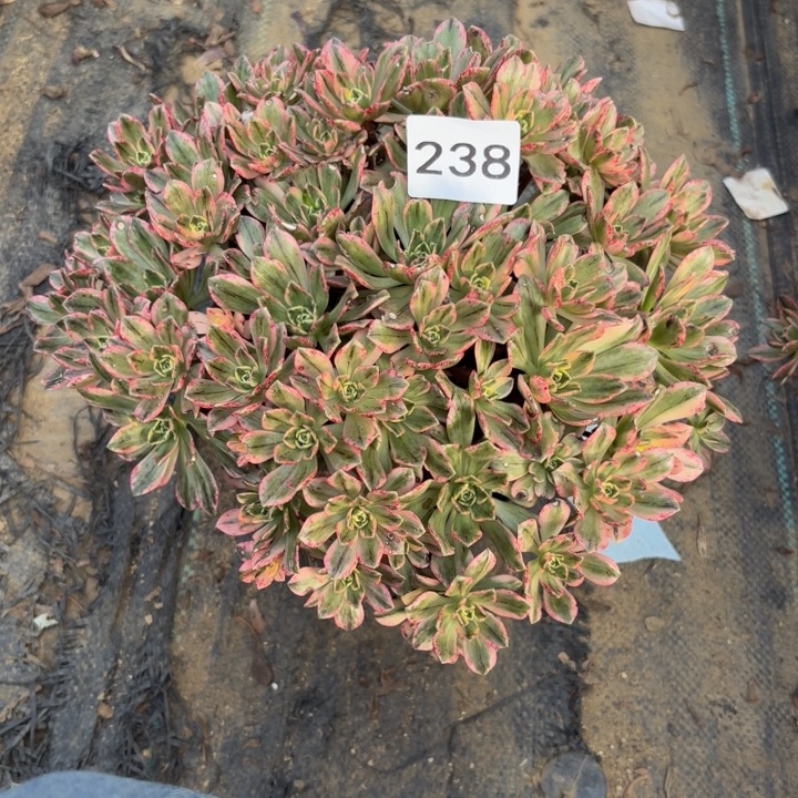 甜茶多肉植物不包损238