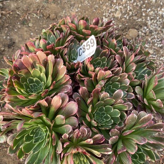 859金丝楠木多肉植物