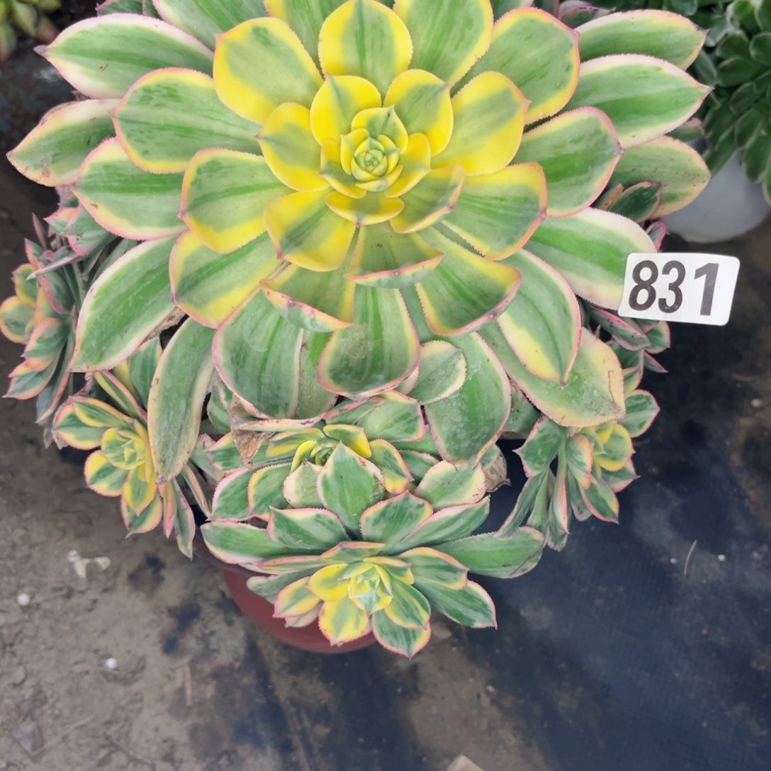 831灿烂法师多肉植物