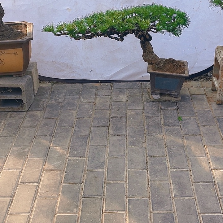完全开放老桩临水黑松盆景