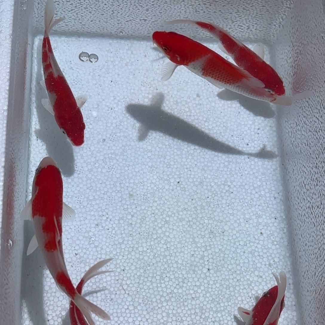 锦鲤锦鲤观赏鱼锦鲤