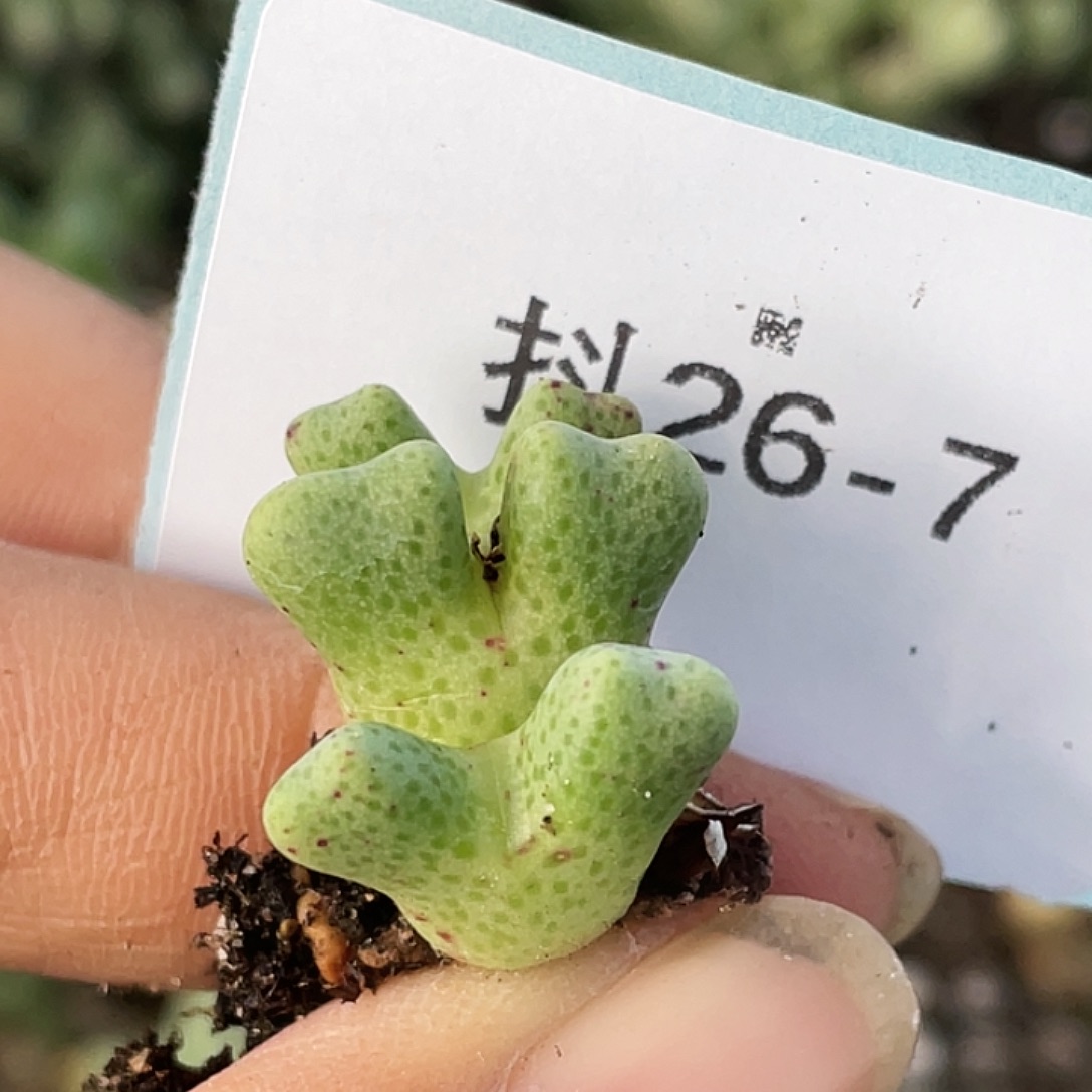26-7斑马多肉植物