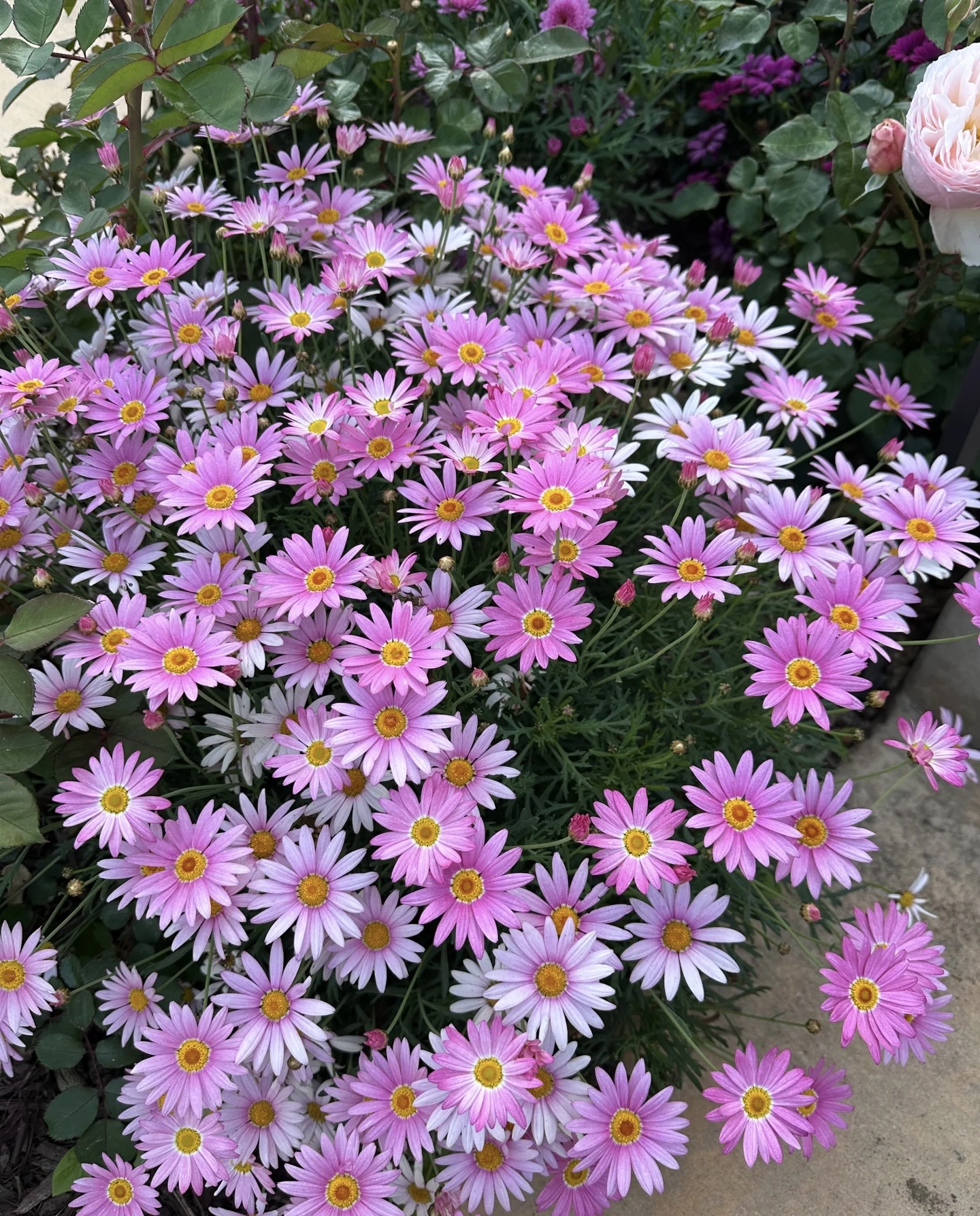 [玛格丽特] 1加仑大盆 多年生带花苞四季开花卉菊花盆栽庭院阳台