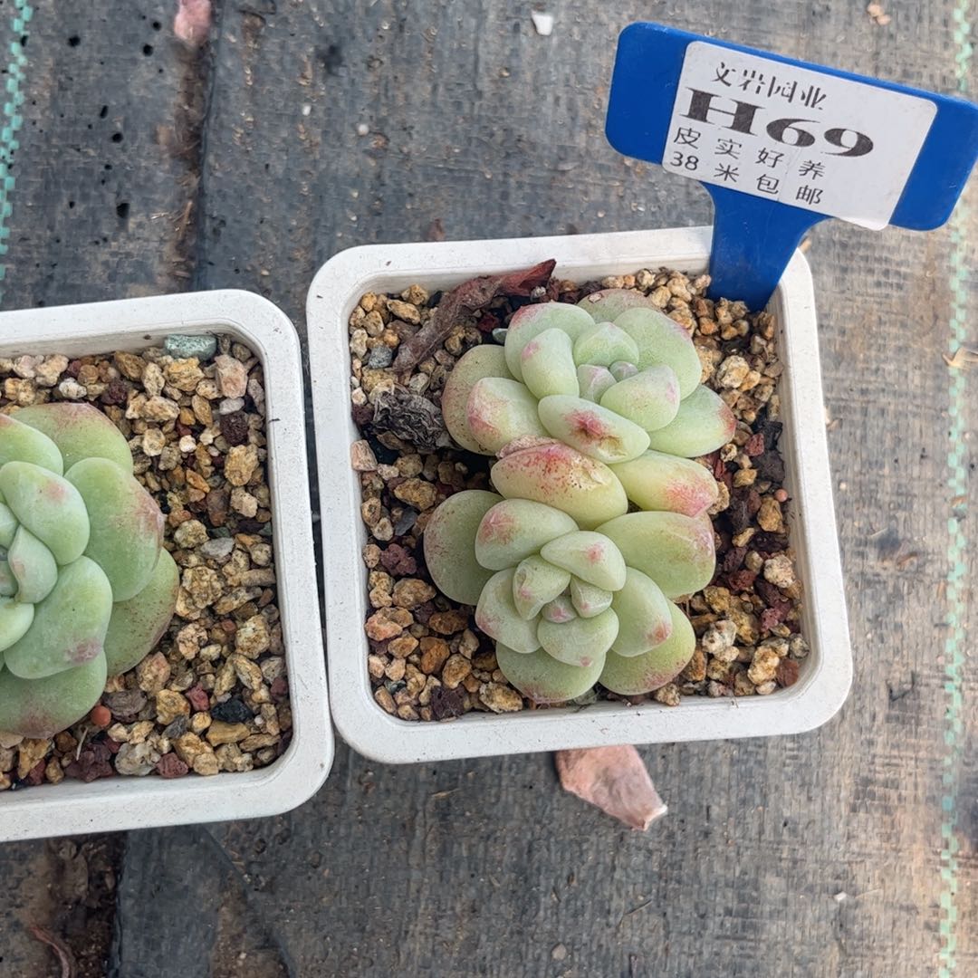 ?*一多肉植物111111