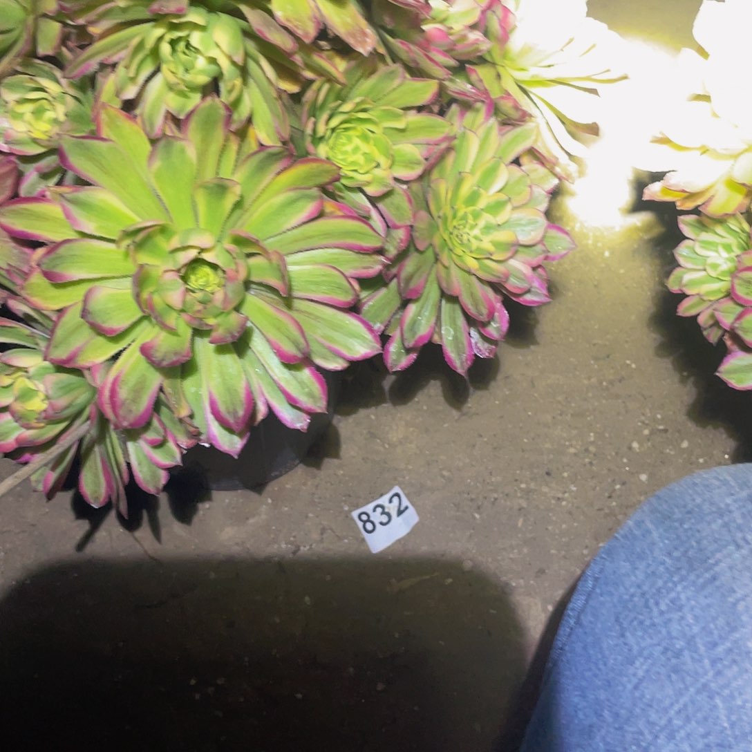 多肉植物夕颜921不包损