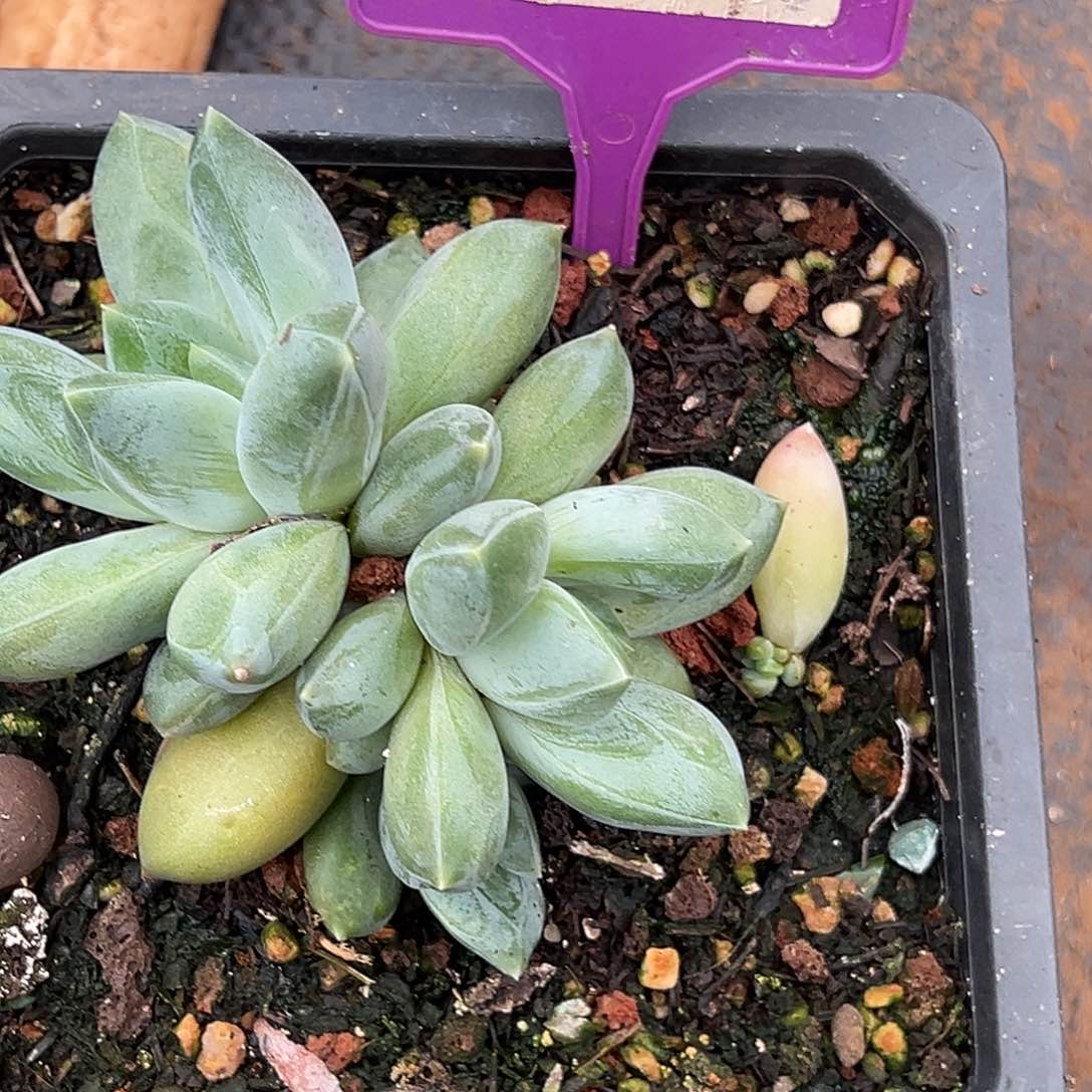 重楼多肉植物336