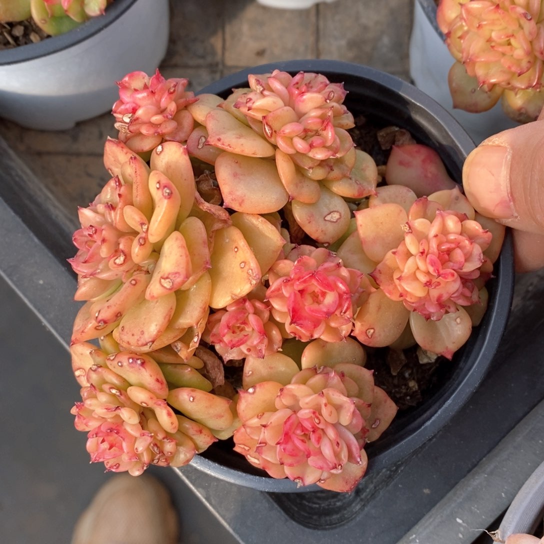 精品多肉一物一拍不包整89