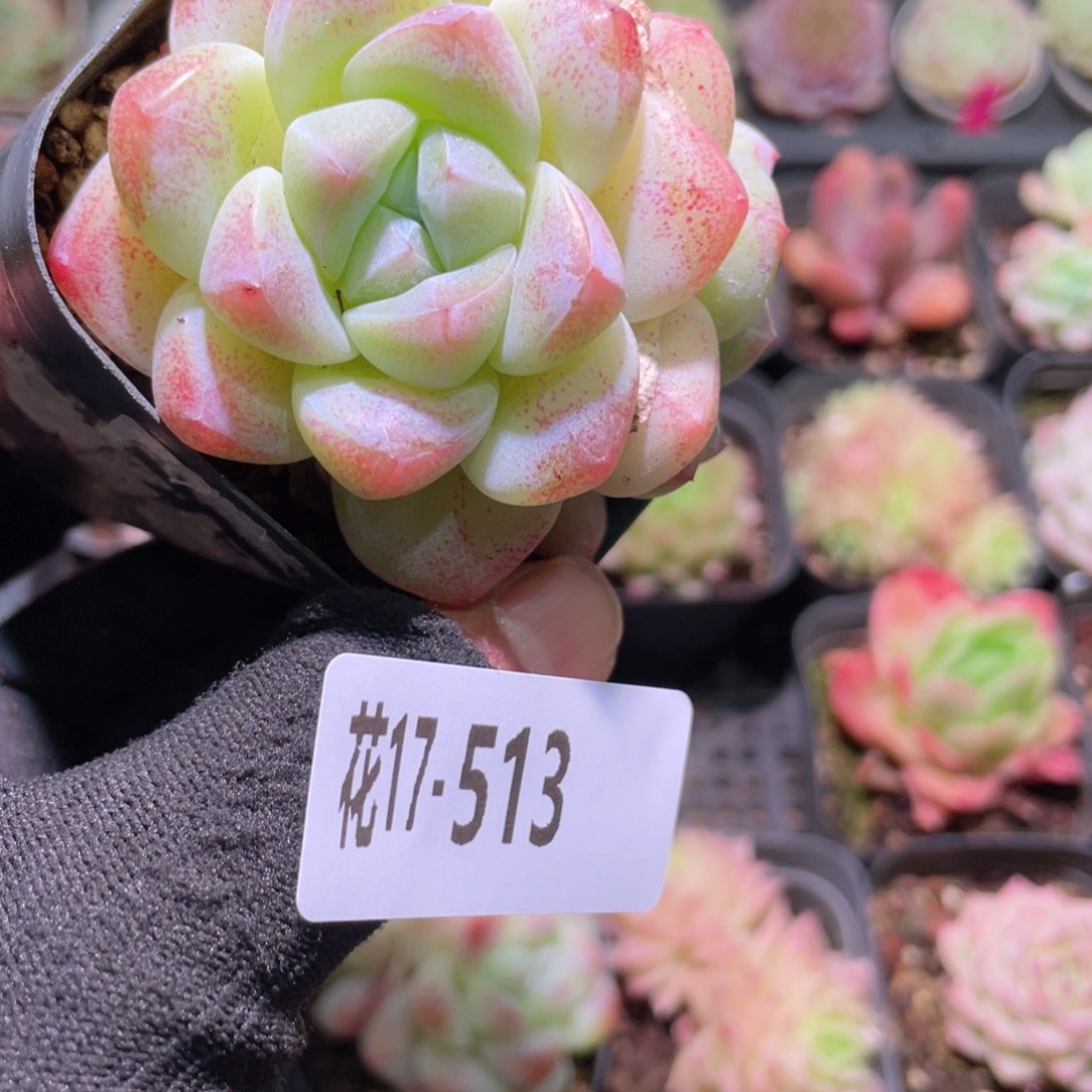 花利美17-513冰玉