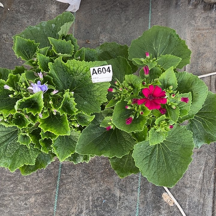 大部分花苞少量开放瓜叶菊604号