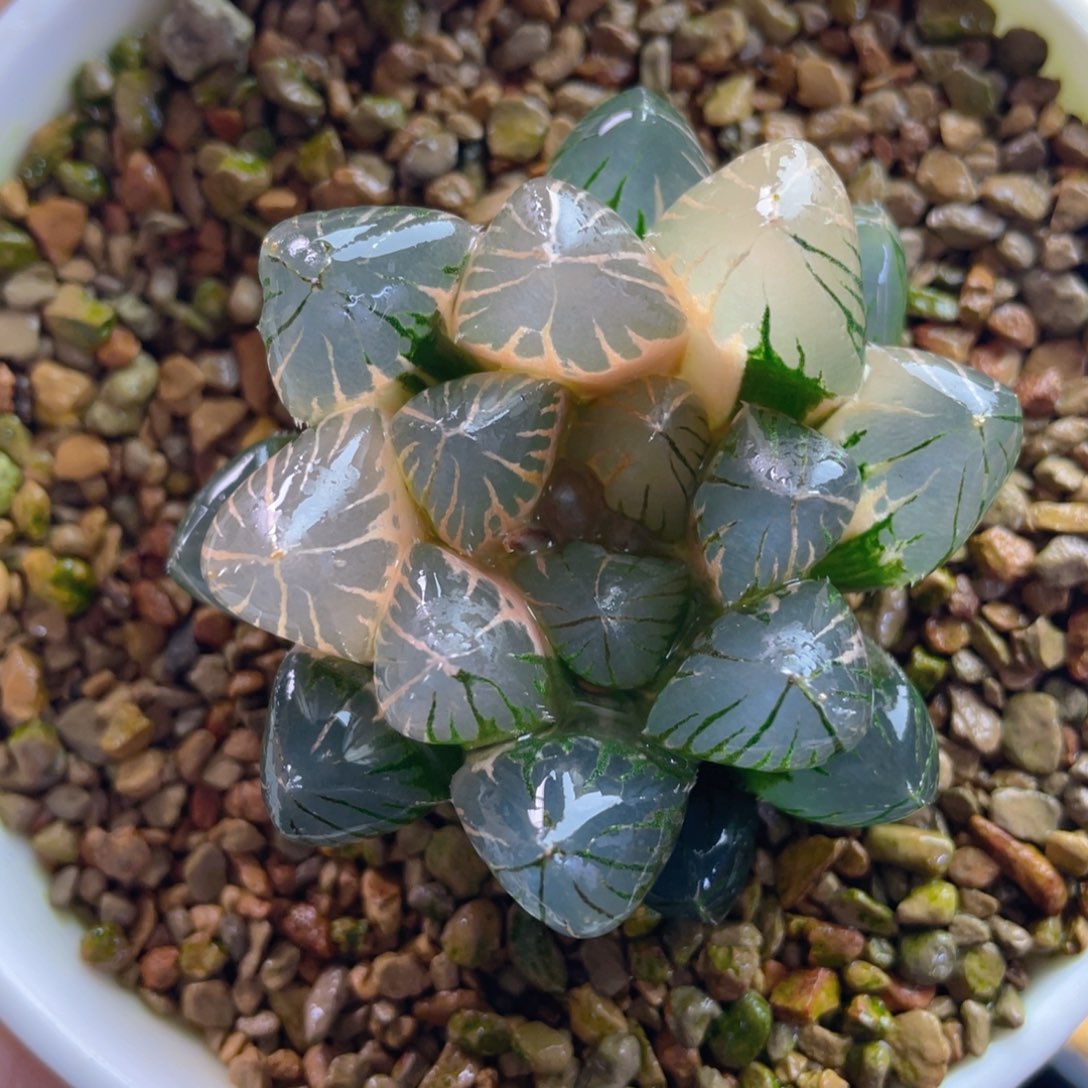 6.十二卷多肉龙爪玉露锦。   