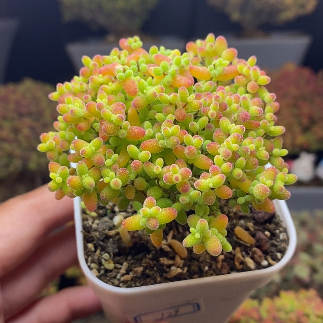 想***饭无花朵129号蜜橘糖球