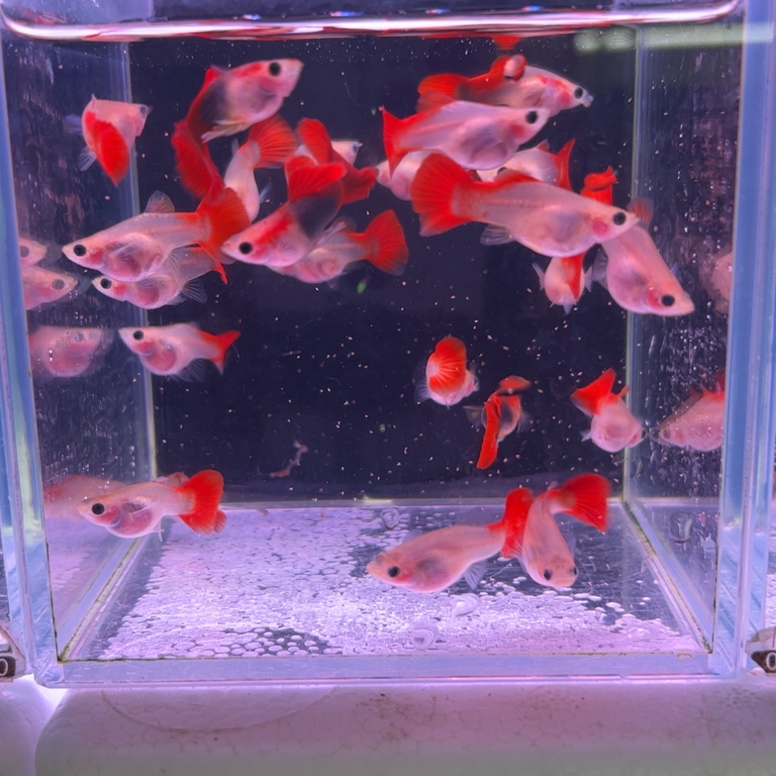 宝****孔雀鱼红礼服22条所见即所得