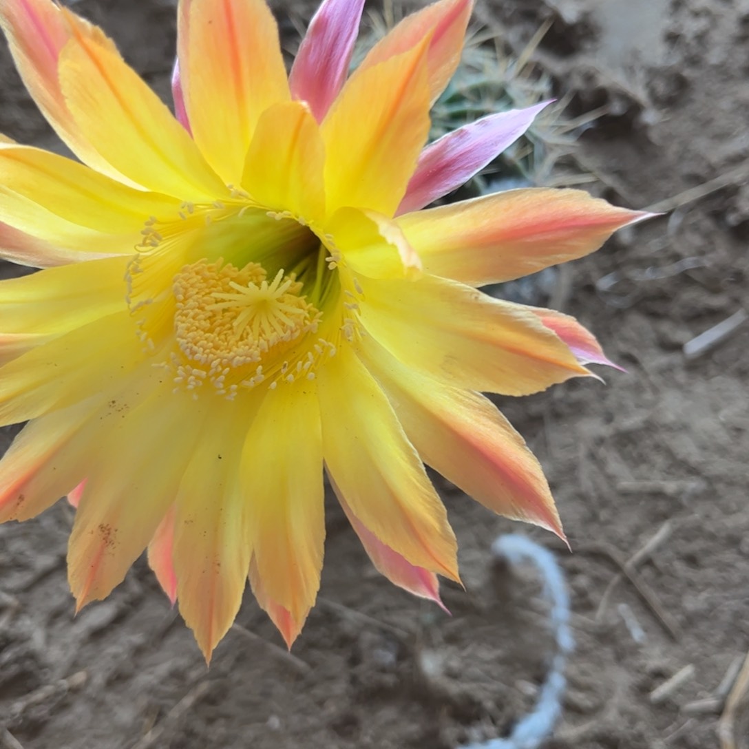 20 有根球球脱土一笔画发货北棚