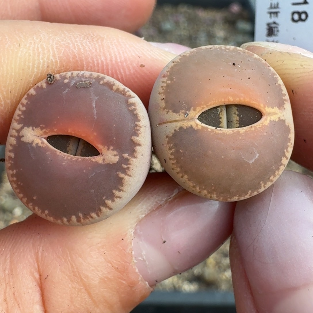 1018两颗和田00000000