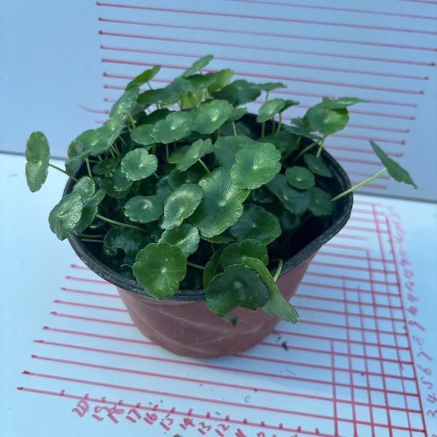 铜钱草喜水喜光耐半阴