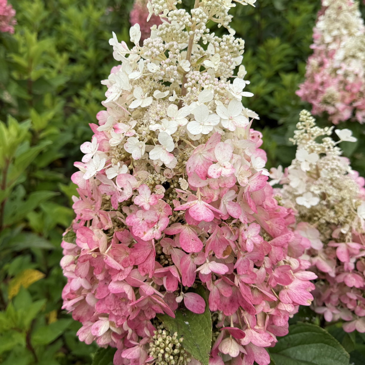 耐寒烛光绣球花卉（加仑盆）不倒伏花期100多天