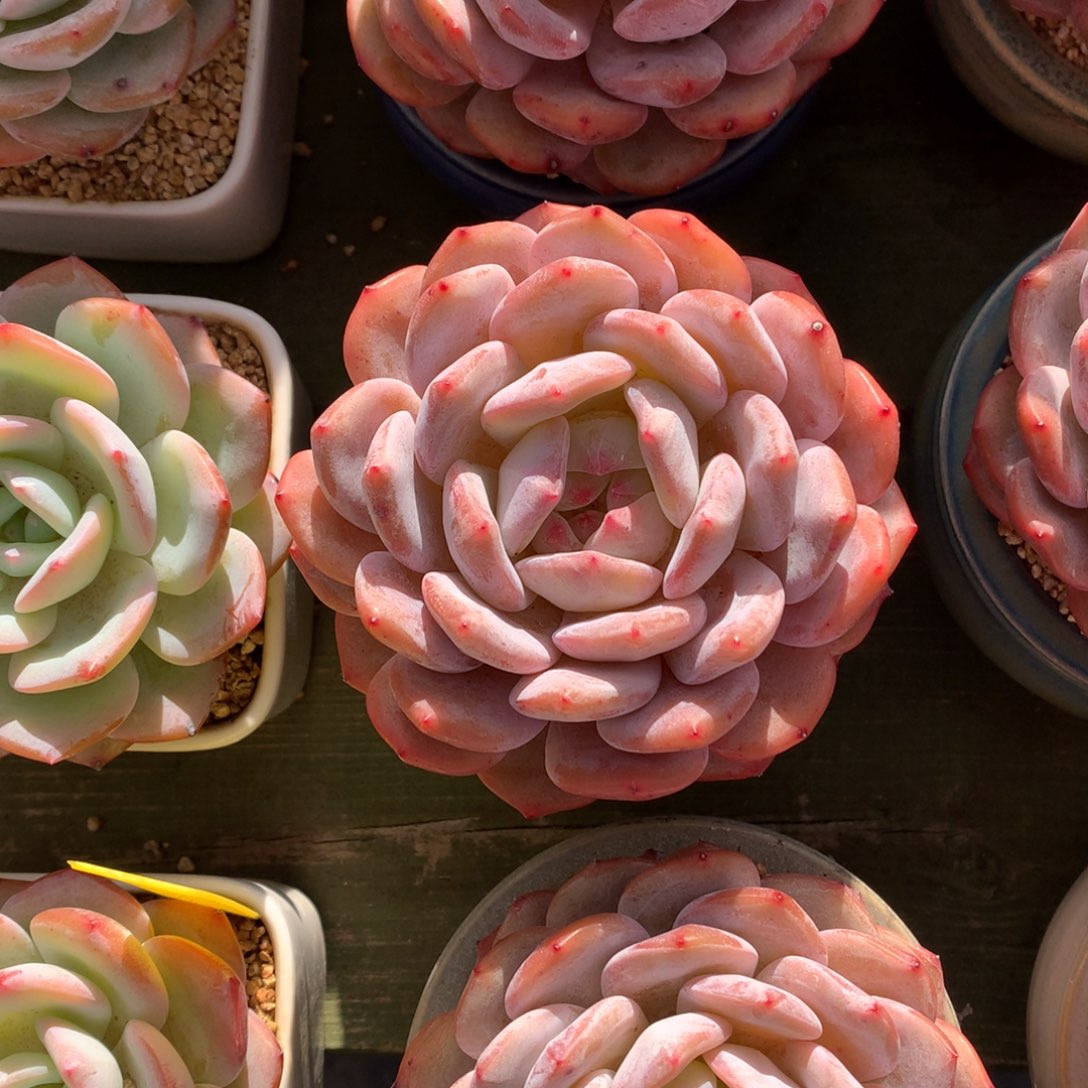 单头 橙梦露 一颗   