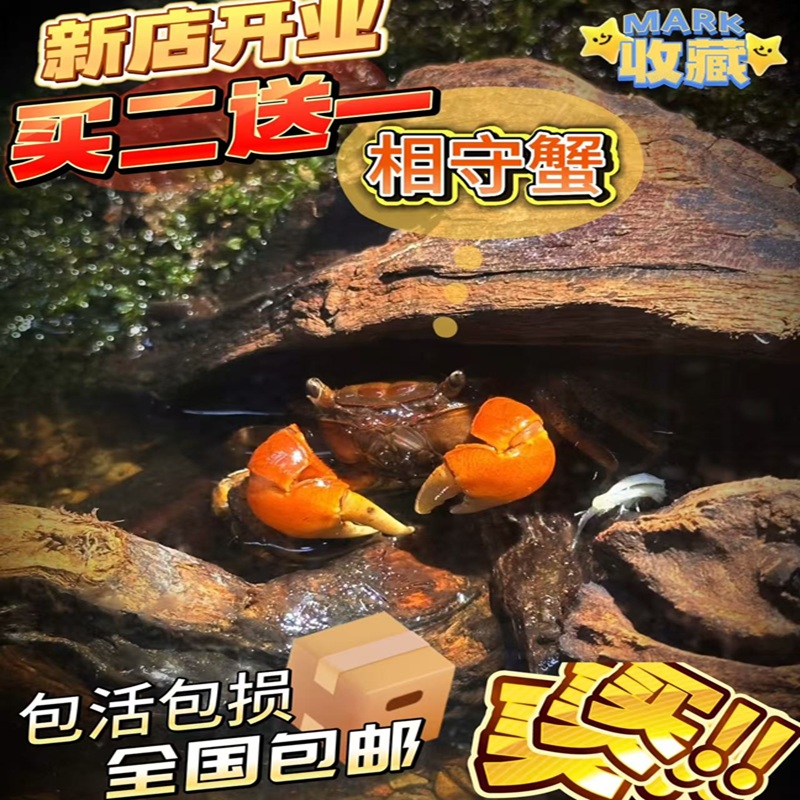 相手蟹招财蟹宠物蟹淡水活体观赏蟹桌面爬宠水族清洁工小朋友宠物