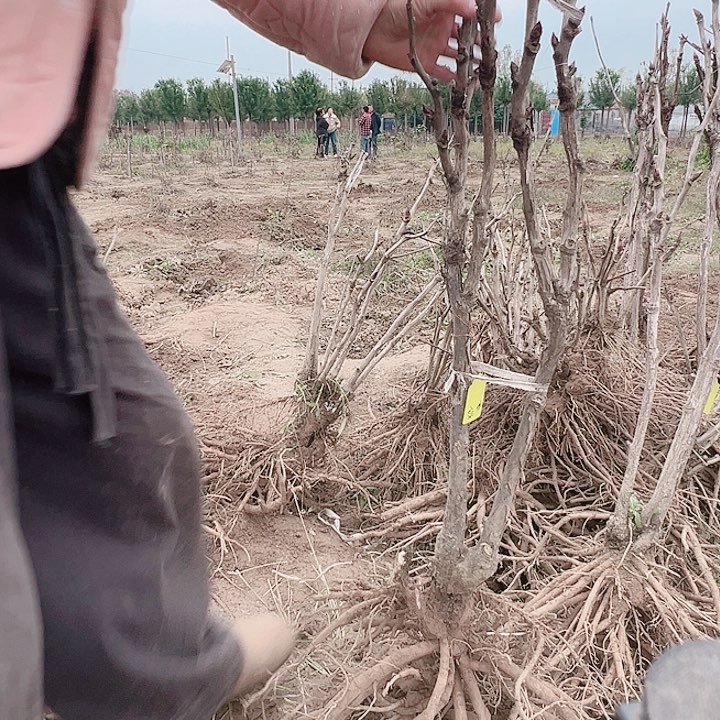 当前无花栽培后可以开花花王