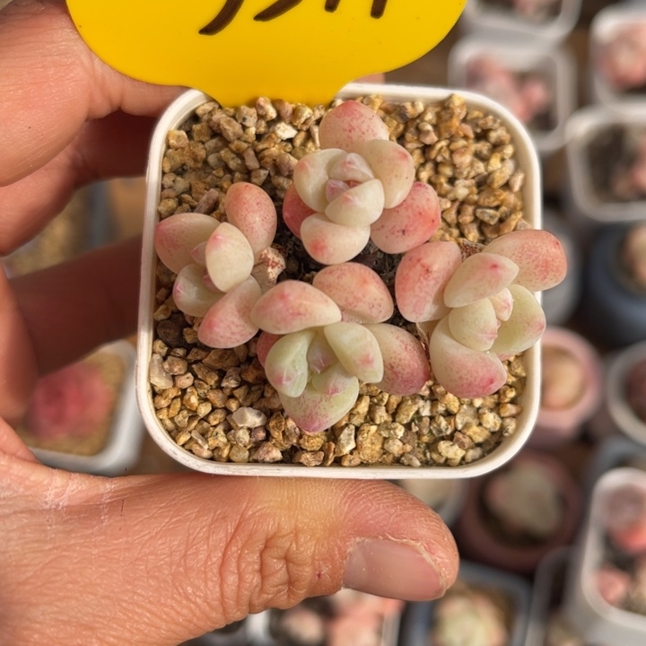 米***！冰玉老桩专拍5579