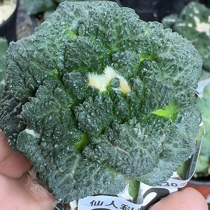 无花朵苗接菜花985