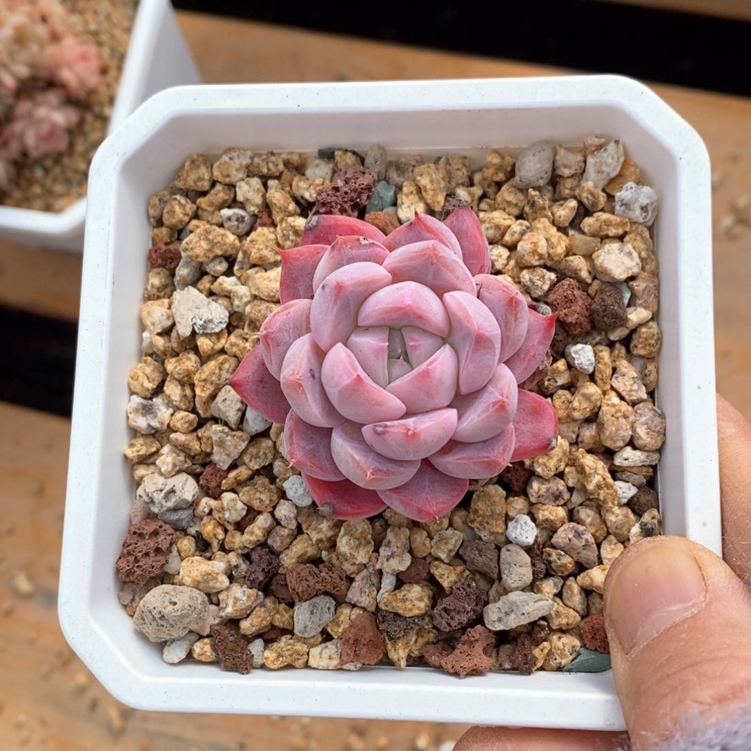 精品多肉一物一拍不包整164