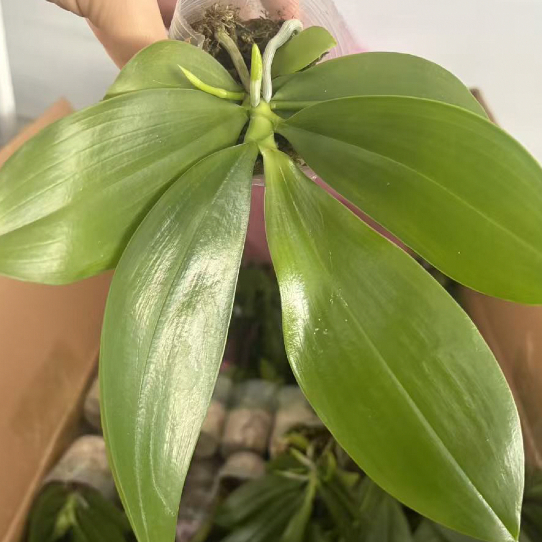 蝴蝶兰原生苗稀有品种 