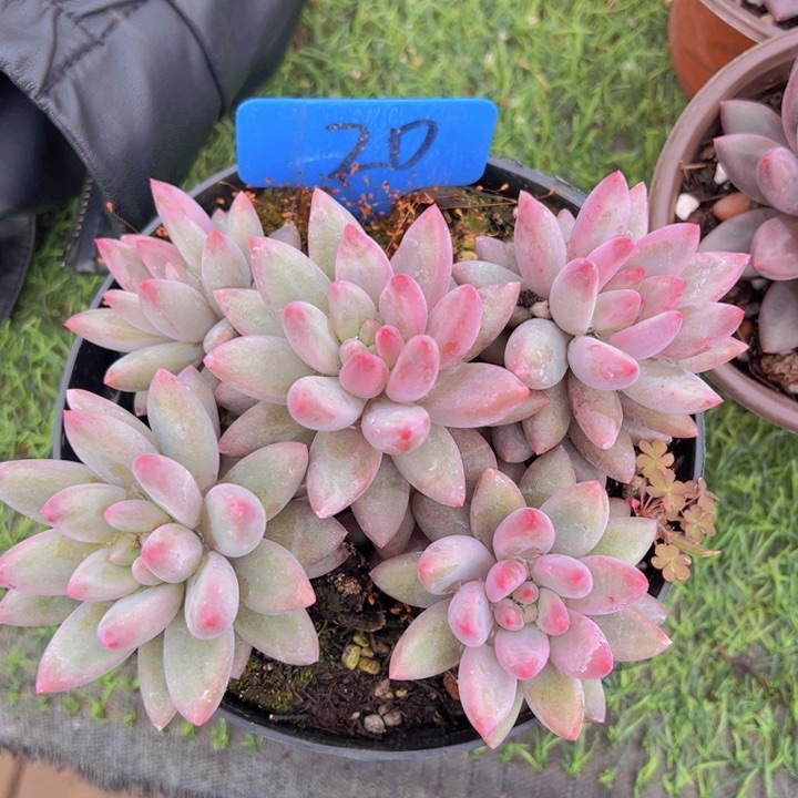 健健康康平平安安