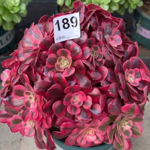 189美杜莎朵朵25厘米有断枝