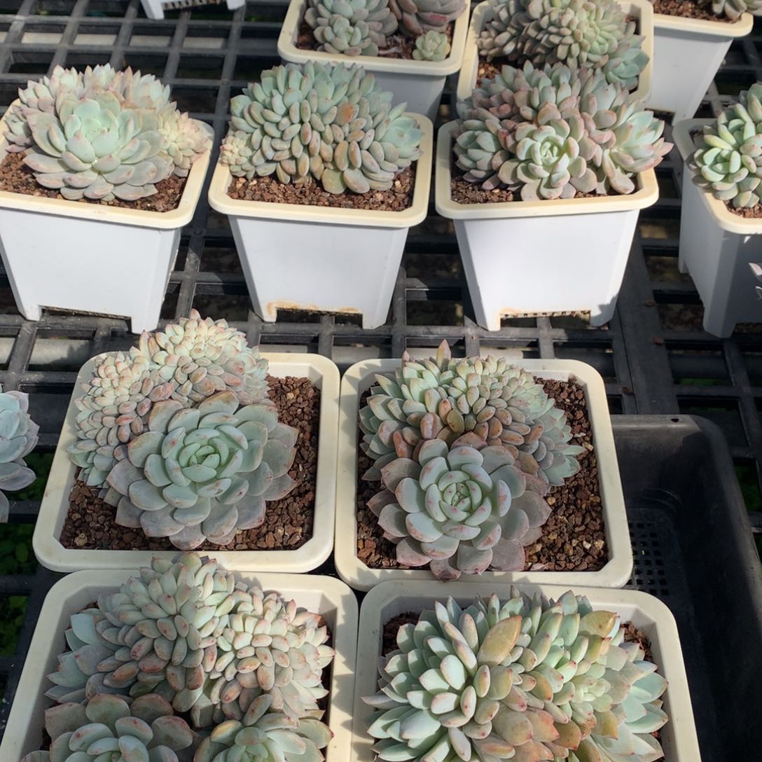 加*糖橙子缀4颗(加佳糖