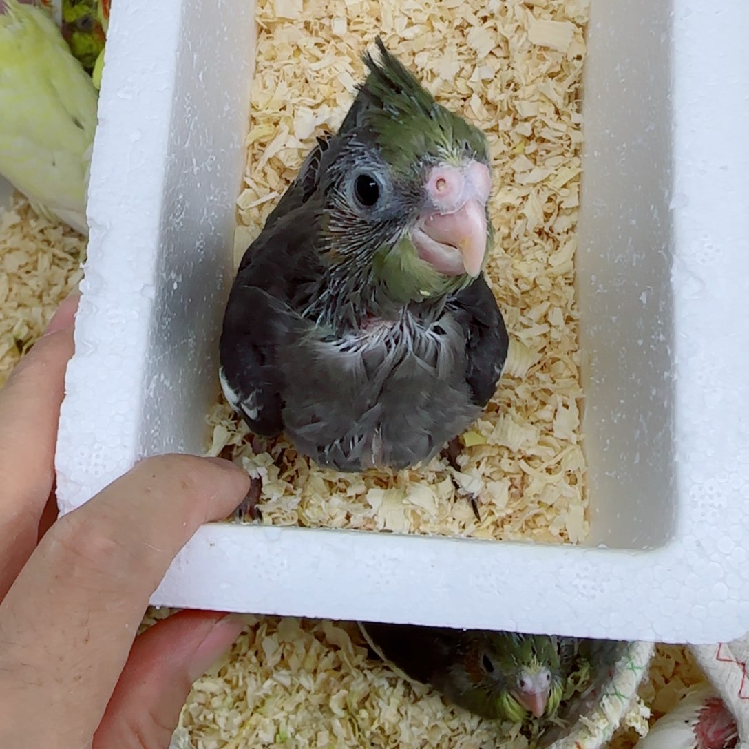 枭***茜玄凤鹦鹉/鸡尾鹦鹉
