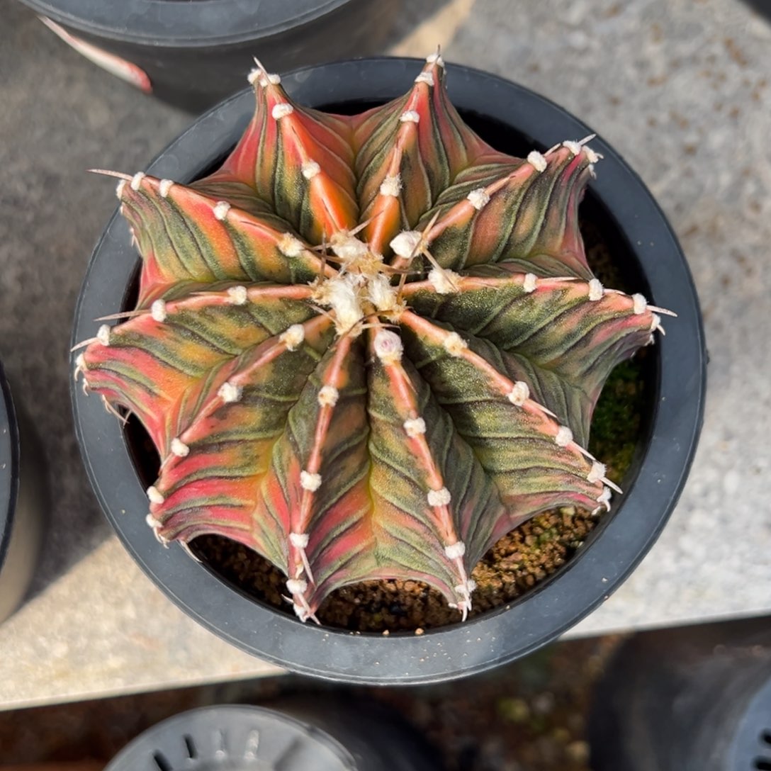 实生肋骨锦，带盆土发货