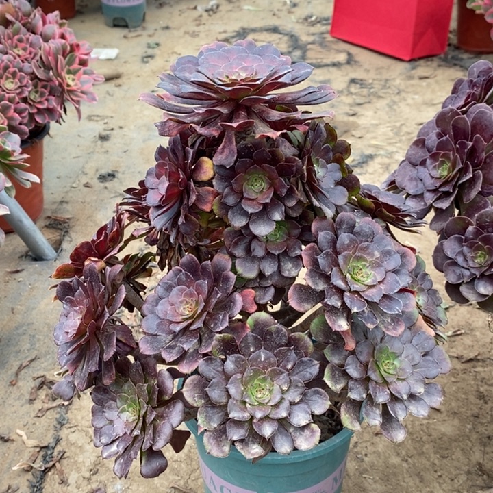 红桐中斑多肉植物144 