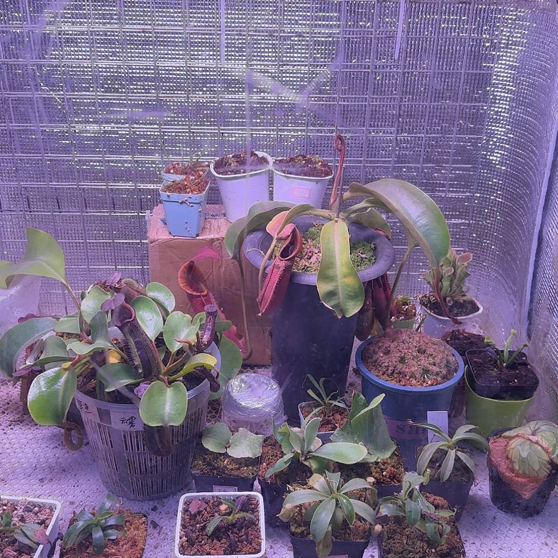 铃***芙无花朵专拍存米链接