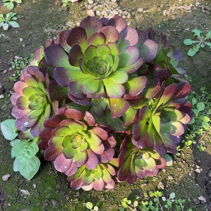 雨荷多肉植物老桩