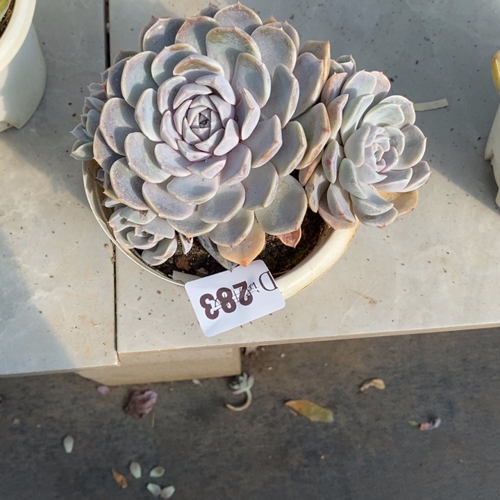 是***呀283汉堡多肉植物多肉