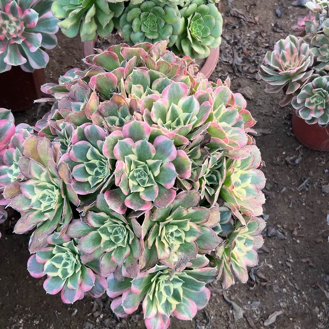 多肉植物雨花石老庄