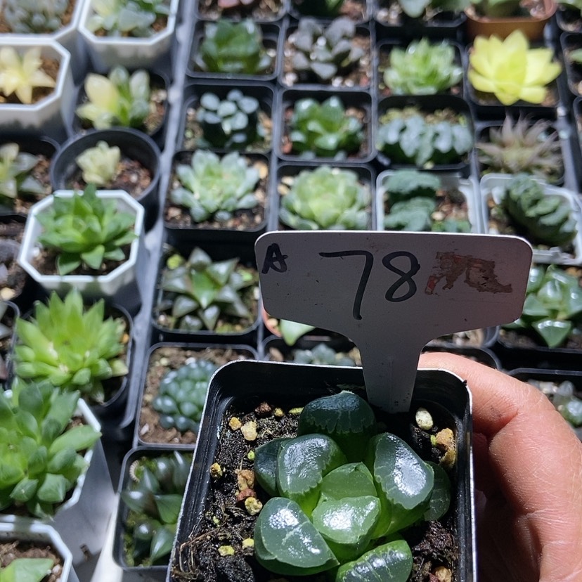 【闪购商品】78姬翠