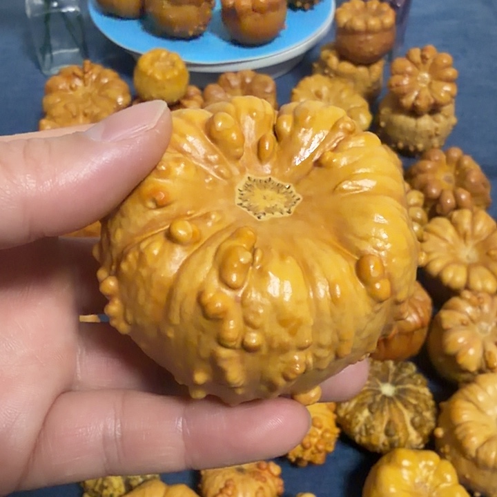 西***汤墨西哥七彩疙瘩葫芦瑕疵不退货