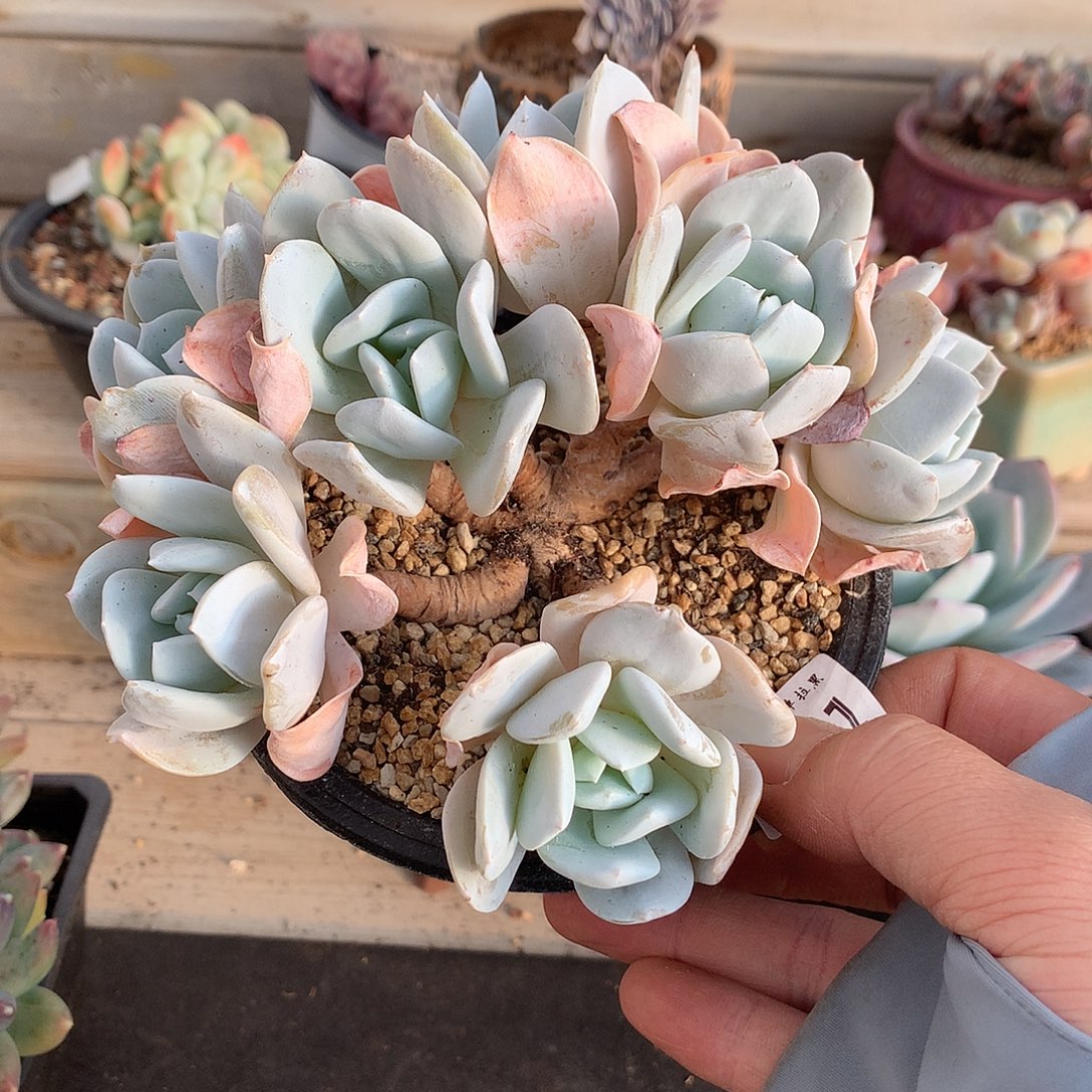 181雪特朵朵缀一颗15厘米