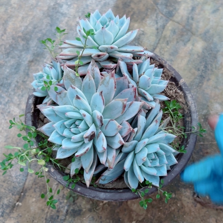 860粉蓝鸟多肉多