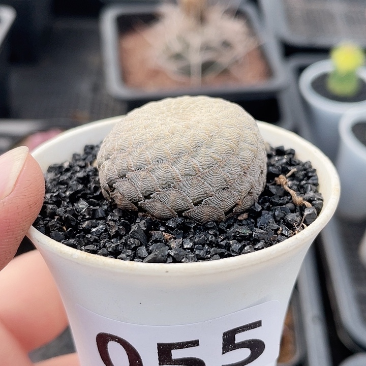 055鱼鳞大戟仙人球