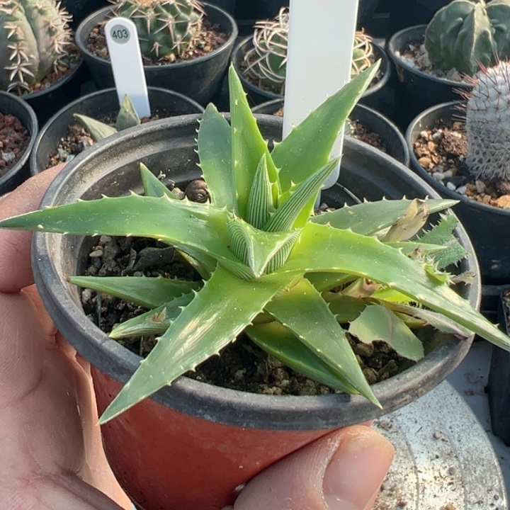 完全开放辉山凤梨脱土发