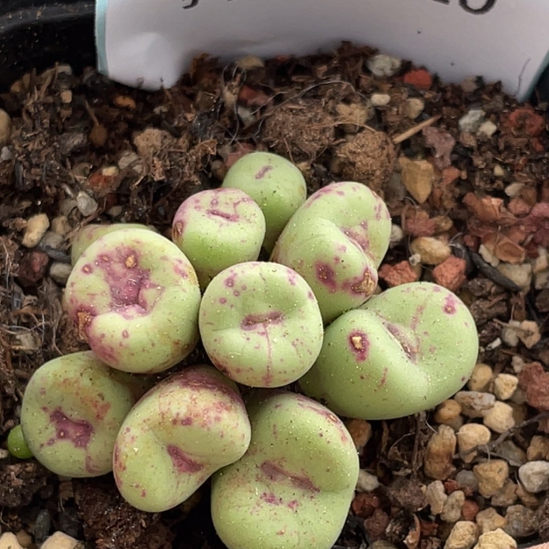 28-110嘴多肉植物肉锥